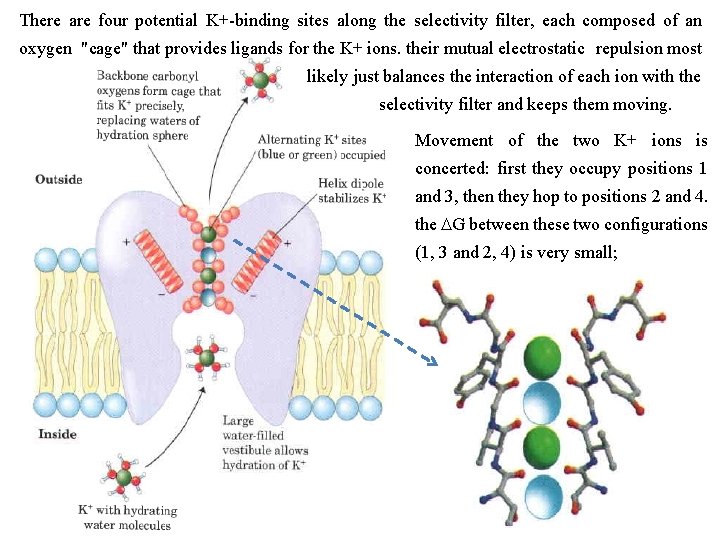 There are four potential K+ binding sites along the selectivity filter, each composed of