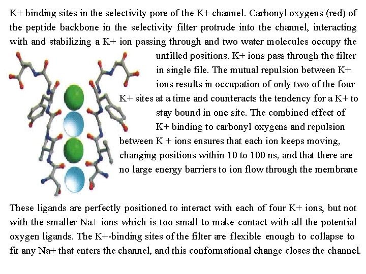 K+ binding sites in the selectivity pore of the K+ channel. Carbonyl oxygens (red)