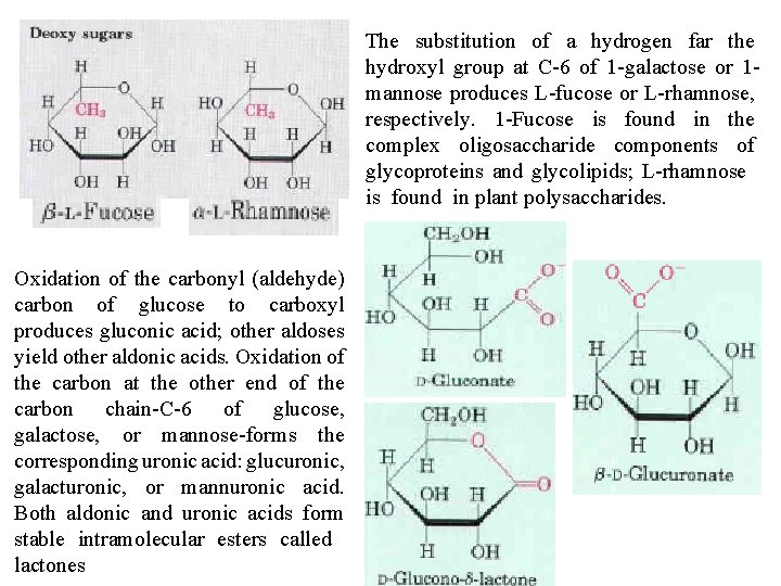 The substitution of a hydrogen far the hydroxyl group at C 6 of 1