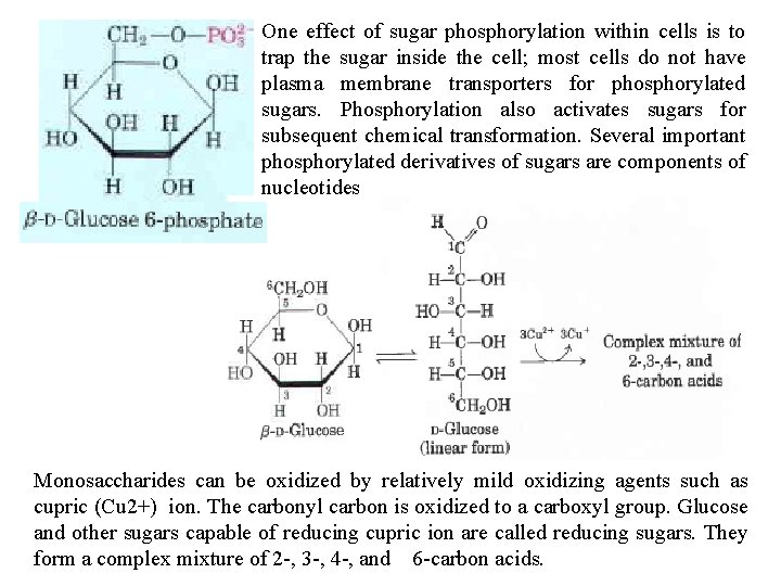One In effect the synthesis of sugar and phosphorylation metabolism of within carbohydrates, cells