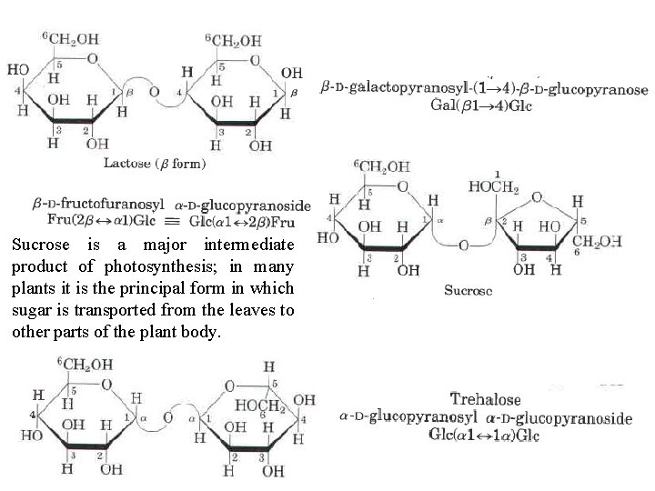 Sucrose is a major intermediate product of photosynthesis; in many plants it is the