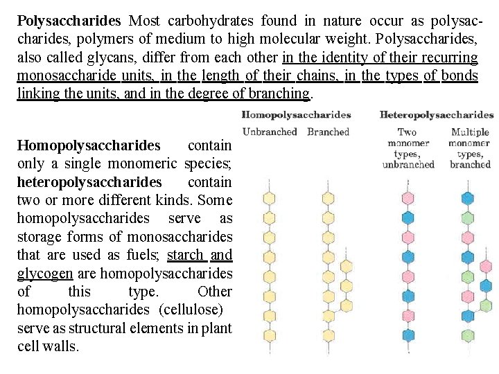 Polysaccharides Most carbohydrates found in nature occur as polysac charides, polymers of medium to