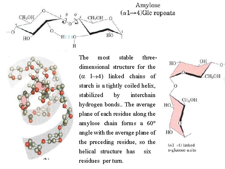 The most stable three dimensional structure for the (a l 4) linked chains of