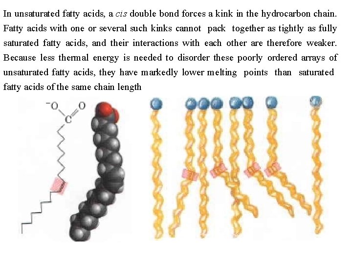 In unsaturated fatty acids, a cis double bond forces a kink in the hydrocarbon