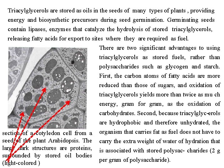 Triacylglycerols are stored as oils in the seeds of many types of plants ,