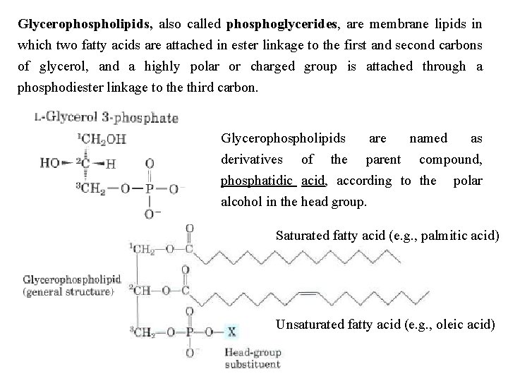 Glycerophospholipids, also called phosphoglycerides, are membrane lipids in which two fatty acids are attached