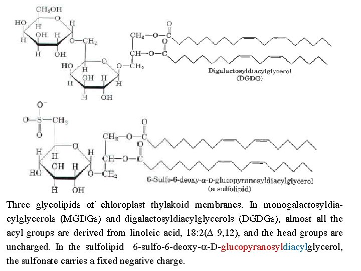 Three glycolipids of chloroplast thylakoid membranes. In monogalactosyldia cylglycerols (MGDGs) and digalactosyldiacylglycerols (DGDGs), almost