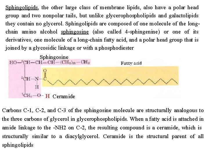 Sphingolipids, the other large class of membrane lipids, also have a polar head group