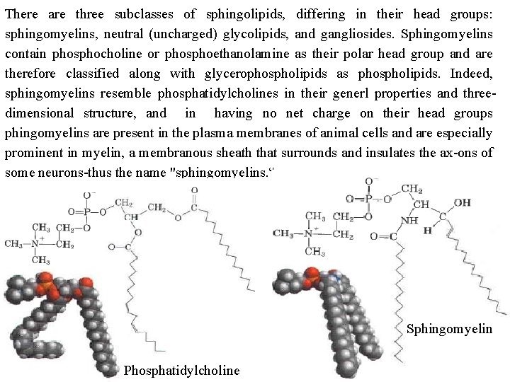 There are three subclasses of sphingolipids, differing in their head groups: sphingomyelins, neutral (uncharged)