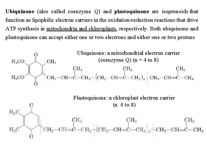 Ubiquinone (also called coenzyme Q) and plastoquinone are isoprenoids that function as lipophilic electron