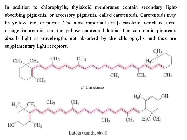 In addition to chlorophylls, thyiakoid membranes contain secondary light absorbing pigments, or accessory pigments,