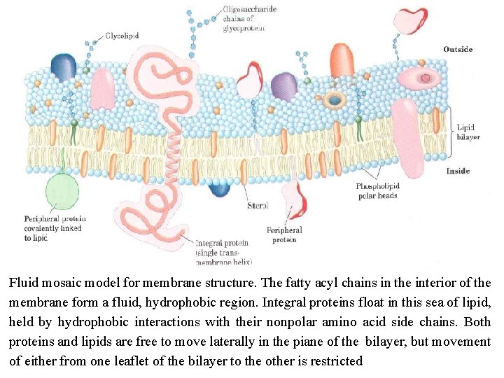 Fluid mosaic model for membrane structure. The fatty acyl chains in the interior of