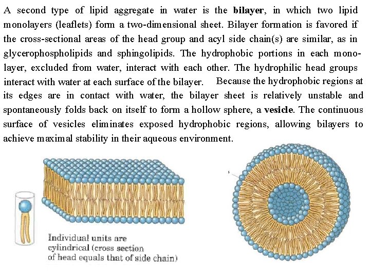 A second type of lipid aggregate in water is the bilayer, in which two