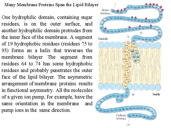 Many Membrane Proteins Span the Lipid Bilayer One hydrophilic domain, containing sugar residues, is