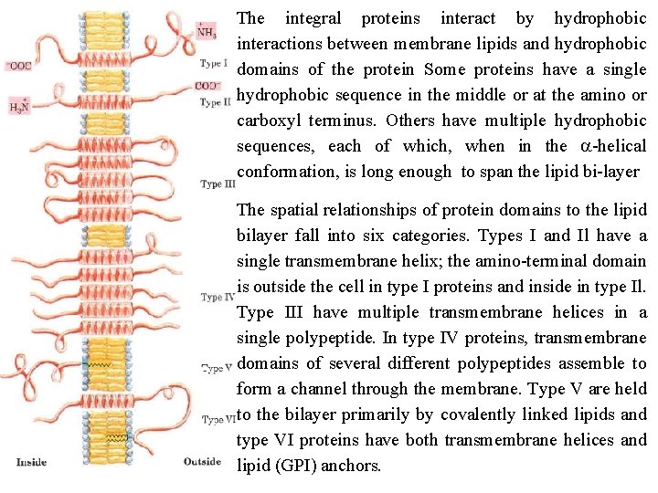 The integral proteins interact by hydrophobic interactions between membrane lipids and hydrophobic domains of