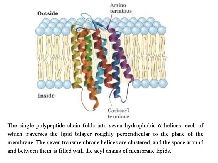 The single polypeptide chain folds into seven hydrophobic a helices, each of which traverses