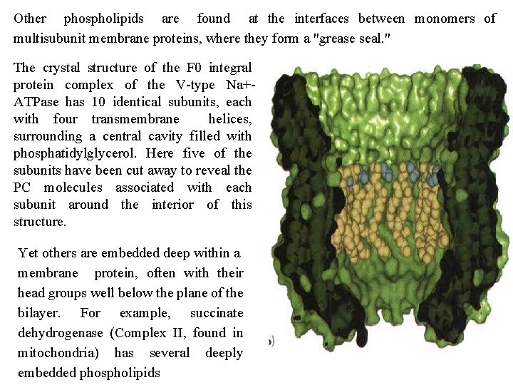 Other phospholipids are found at the interfaces between monomers of multisubunit membrane proteins, where