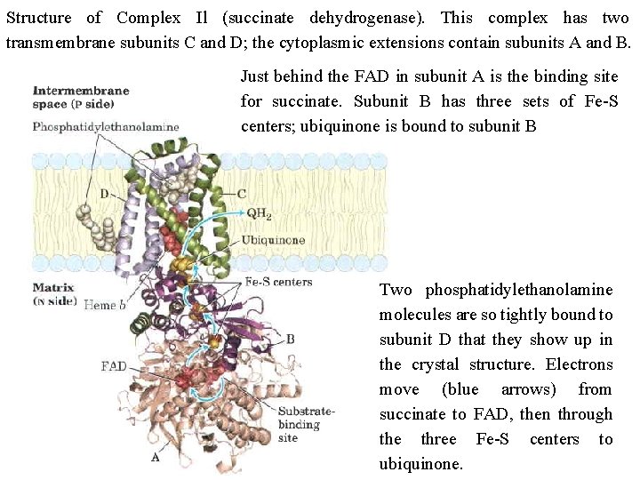 Structure of Complex Il (succinate dehydrogenase). This complex has two transmembrane subunits C and