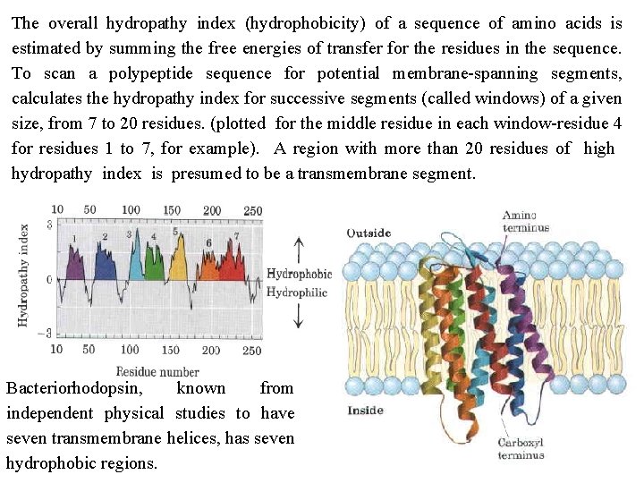 The overall hydropathy index (hydrophobicity) of a sequence of amino acids is estimated by