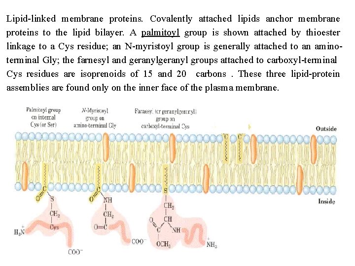 Lipid linked membrane proteins. Covalently attached lipids anchor membrane proteins to the lipid bilayer.