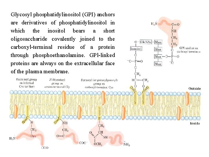 Glycosyl phosphatidylinositol (GPI) anchors are derivatives of phosphatidylinositol in which the inositol bears a