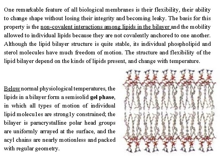 One remarkable feature of all biological membranes is their flexibility, their ability to change