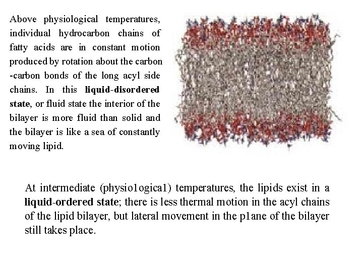 Above physiological temperatures, individual hydrocarbon chains of fatty acids are in constant motion produced