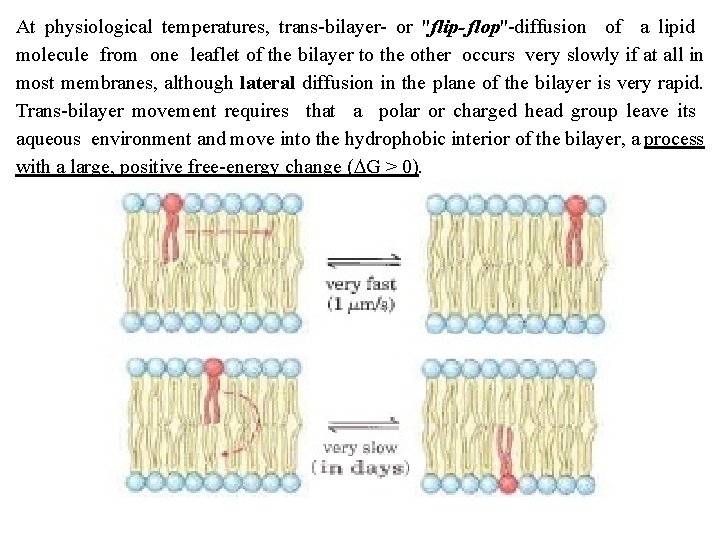 At physiological temperatures, trans bilayer or "flip flop" diffusion of a lipid molecule from