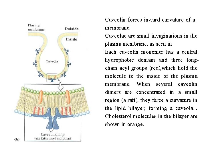 Caveolin forces inward curvature of a membrane. Caveolae are small invaginations in the plasma