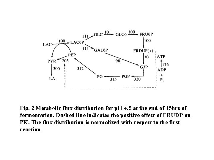 Fig. 2 Metabolic flux distribution for p. H 4. 5 at the end of