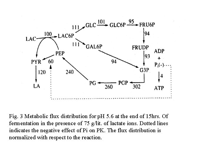 Fig. 3 Metabolic flux distribution for p. H 5. 6 at the end of