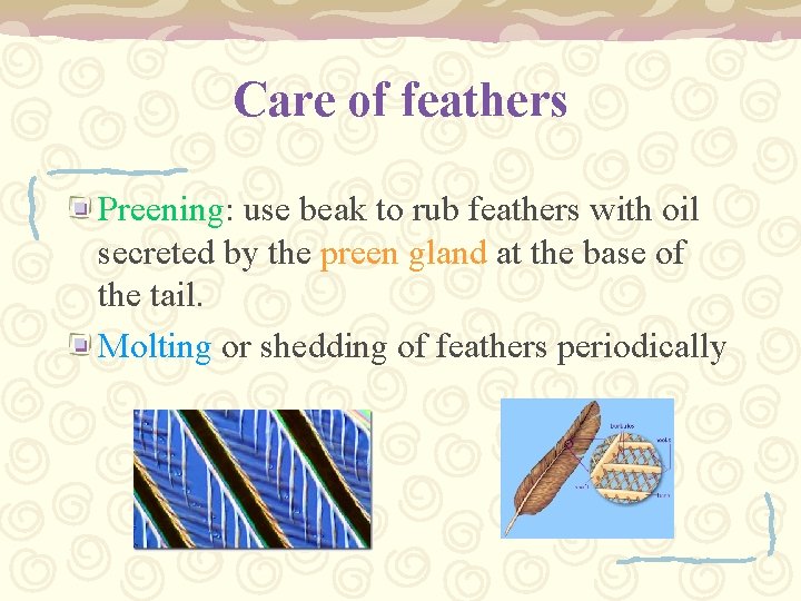 Care of feathers Preening: use beak to rub feathers with oil secreted by the