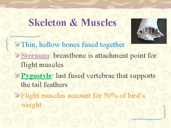 Skeleton & Muscles Thin, hollow bones fused together Sternum: breastbone is attachment point for