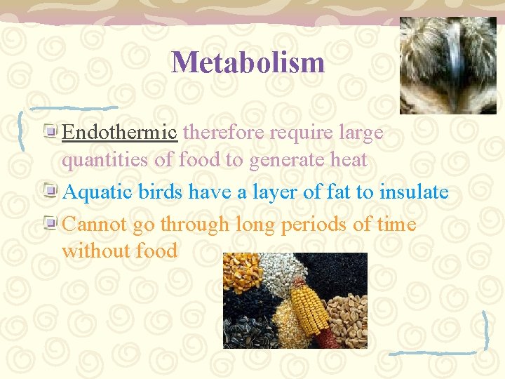 Metabolism Endothermic therefore require large quantities of food to generate heat Aquatic birds have