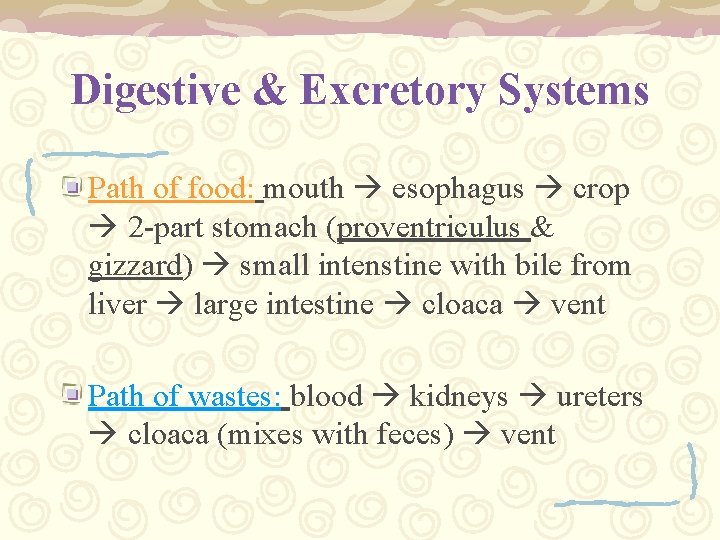 Digestive & Excretory Systems Path of food: mouth esophagus crop 2 -part stomach (proventriculus