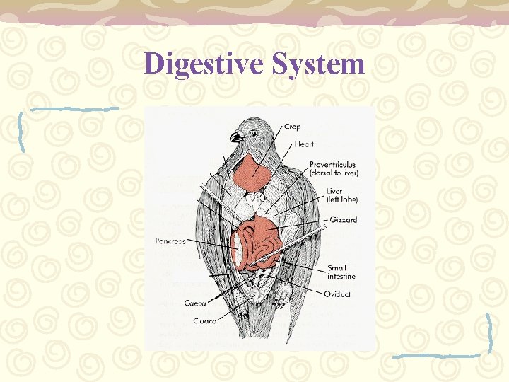 Digestive System 