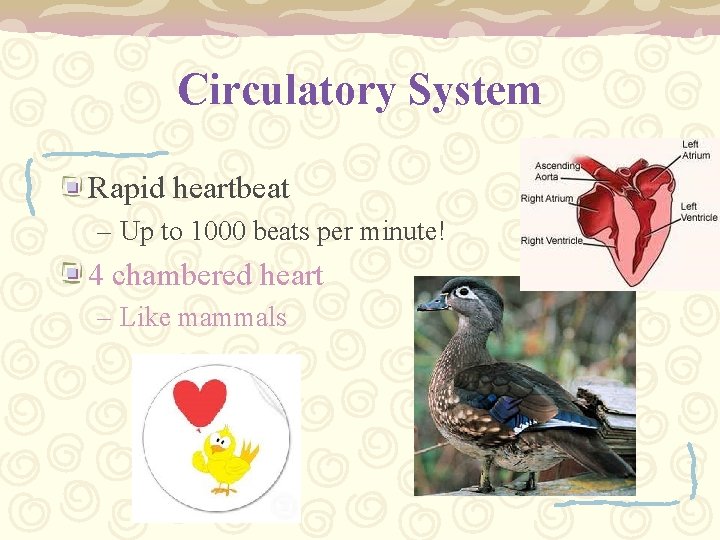 Circulatory System Rapid heartbeat – Up to 1000 beats per minute! 4 chambered heart