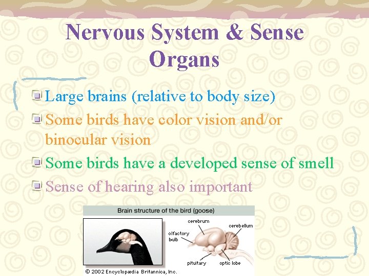 Nervous System & Sense Organs Large brains (relative to body size) Some birds have