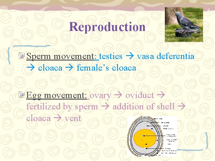 Reproduction Sperm movement: testies vasa deferentia cloaca female’s cloaca Egg movement: ovary oviduct fertilized