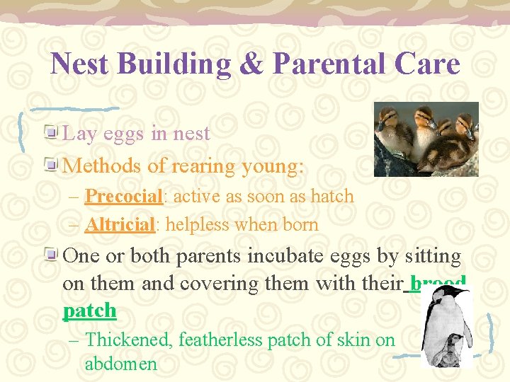 Nest Building & Parental Care Lay eggs in nest Methods of rearing young: –
