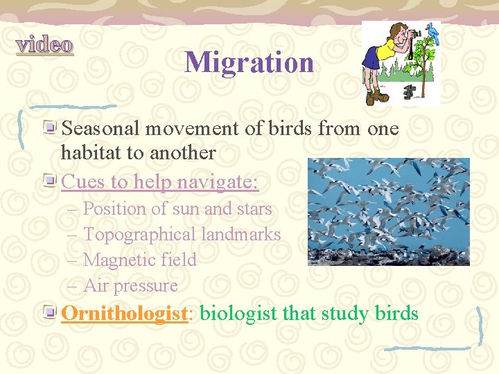 video Migration Seasonal movement of birds from one habitat to another Cues to help