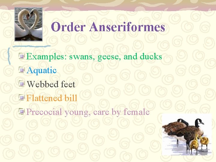 Order Anseriformes Examples: swans, geese, and ducks Aquatic Webbed feet Flattened bill Precocial young,