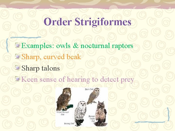 Order Strigiformes Examples: owls & nocturnal raptors Sharp, curved beak Sharp talons Keen sense