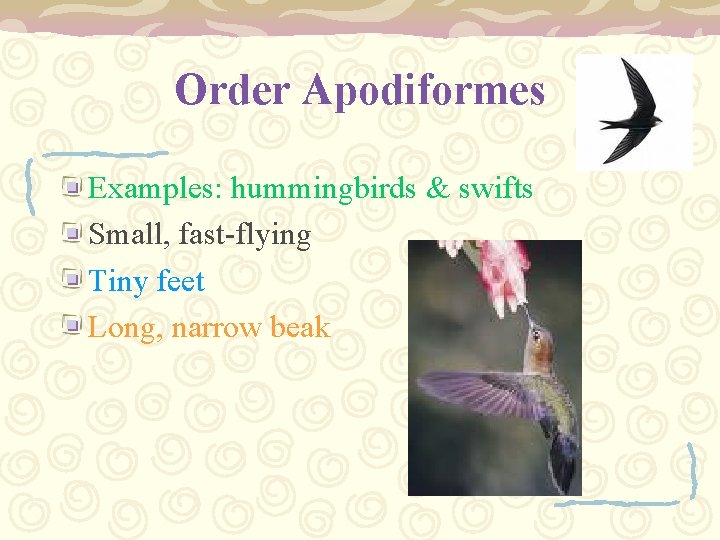 Order Apodiformes Examples: hummingbirds & swifts Small, fast-flying Tiny feet Long, narrow beak 