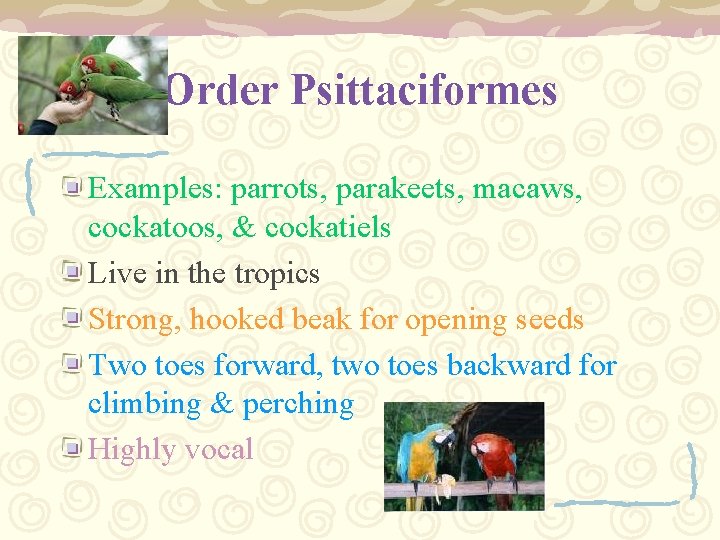 Order Psittaciformes Examples: parrots, parakeets, macaws, cockatoos, & cockatiels Live in the tropics Strong,