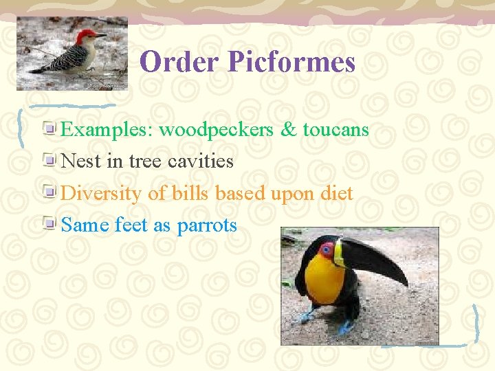 Order Picformes Examples: woodpeckers & toucans Nest in tree cavities Diversity of bills based