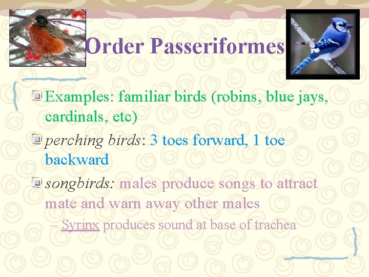 Order Passeriformes Examples: familiar birds (robins, blue jays, cardinals, etc) perching birds: 3 toes