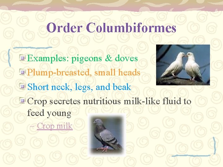 Order Columbiformes Examples: pigeons & doves Plump-breasted, small heads Short neck, legs, and beak
