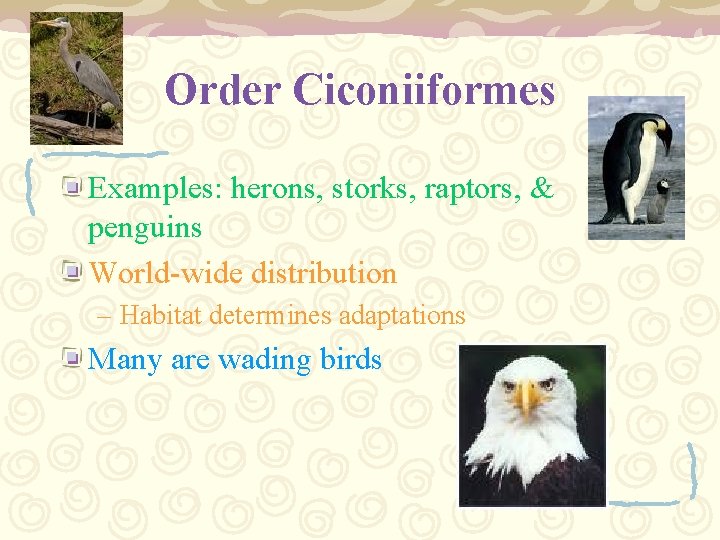 Order Ciconiiformes Examples: herons, storks, raptors, & penguins World-wide distribution – Habitat determines adaptations