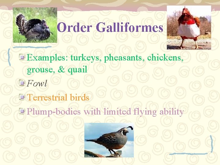 Order Galliformes Examples: turkeys, pheasants, chickens, grouse, & quail Fowl Terrestrial birds Plump-bodies with